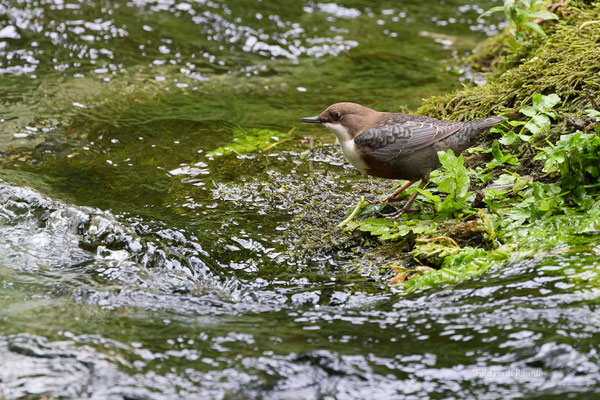 Wasseramsel - Ort: Schwäbische Alb - Foto Pertti Raunto