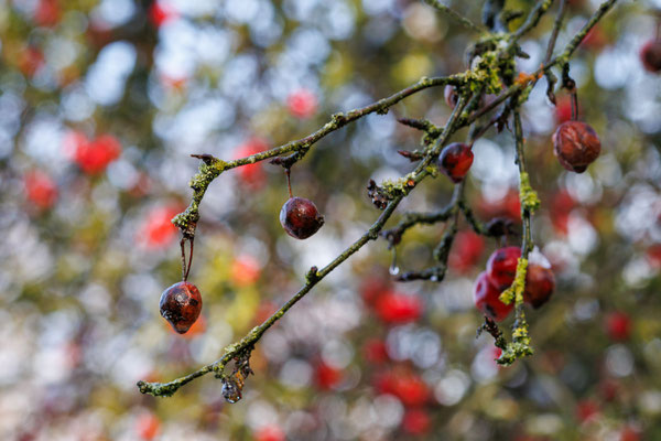 Herbst im Arboretum - Foto: Britta Hamann