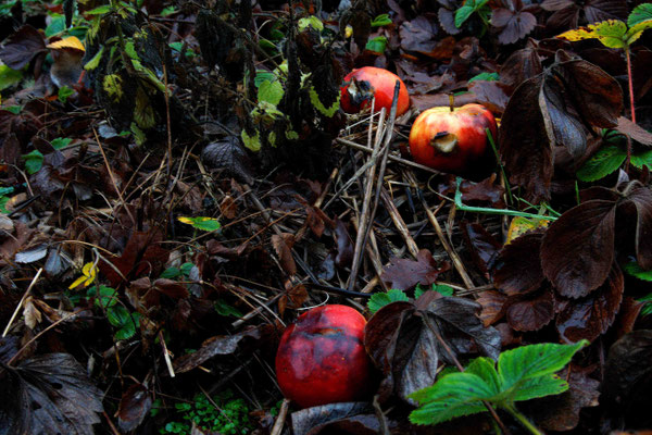 14. Platz 116 Punte - Fallobst - Foto: Willi Heinsohn