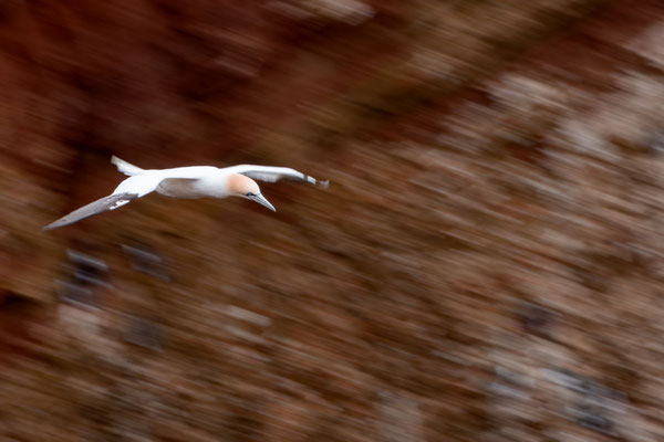 Klippenstürmer - Ort: Helgoland - Foto: Janne Reisdorf
