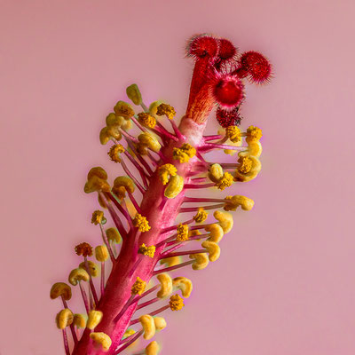 Hibiskusblüte, Fruchtknoten mit Narbe und Staubblätter - Foto: Adolf Dobslaff