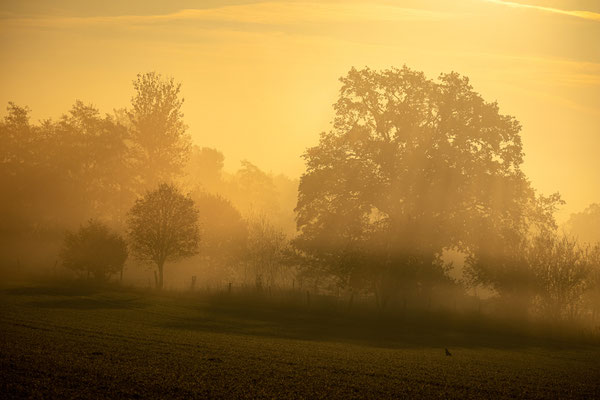 Herbstmorgen - Foto: Holger Tobuschat