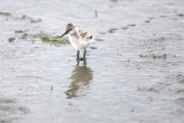 Das will mal ein Säbelschnäbler werden. Aufgenommen Mitte Juni auf Amrum - Foto: Pertti Raunto