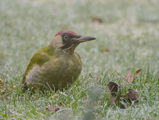 Grünspecht - Ort: Bargteheide - Foto: Dirk Heindorf