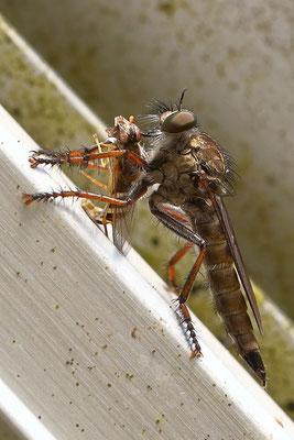 Raubfliege beim Frühstück, Neuwiedenthal - Foto: Uta Svensson