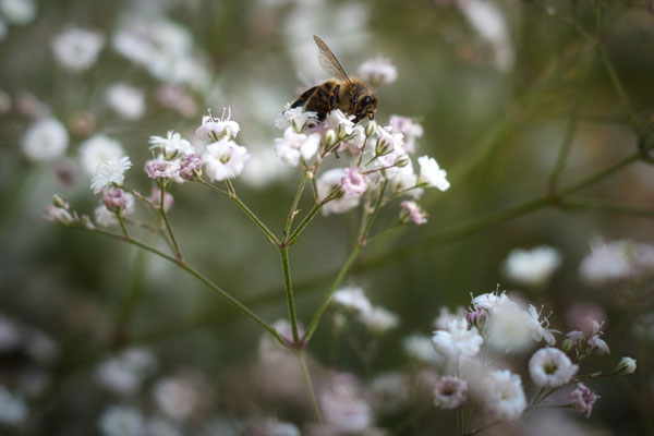 Foto: Andreas Drobbner