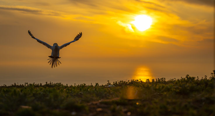 Basstölpel im Landeanflug bei Sonnenuntergang - Ort: Helgoland - Foto: Benjamin Trede