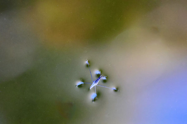 Wasserläufer - Foto: Hans Jeikowski
