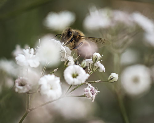 Foto: Andreas Drobbner