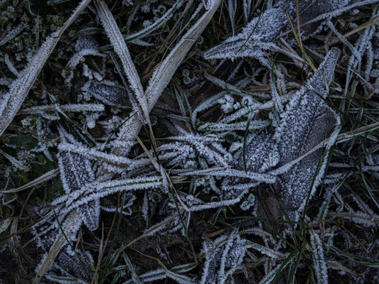 Elbufer - Foto: Gesche Andresen