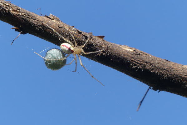 Spinne mit Kokon in der Komposttonne - Foto: Gesine Schwerdtfeger