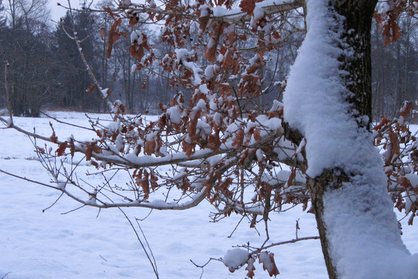 Neuwiedenthal - Foto: Volker Svensson