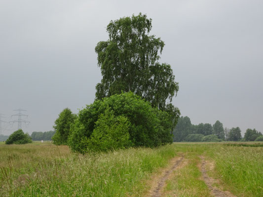 20180603_Die_große_Birke_im_Sommer_Moorgürtel_Gesine_Schwerdtfeger