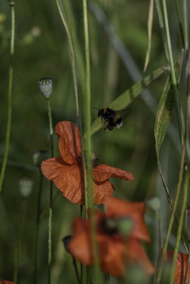 Foto: Gesche Andresen