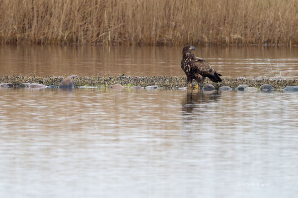 Seeadler an der Vogelstation Wedel - Foto: Pertti Raunto