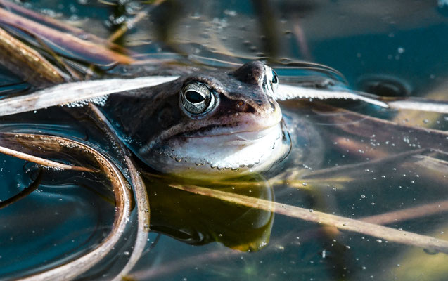 Moorfrosch - Foto: Frank Voß