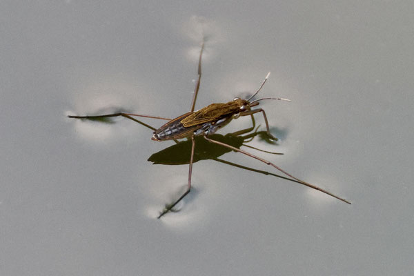 Wasserläufer II - Foto: Hans Jeikowski