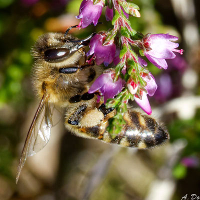 Fleißiges Bienchen - Ort: Boberger Heide - Foto: Adolf Dobslaff