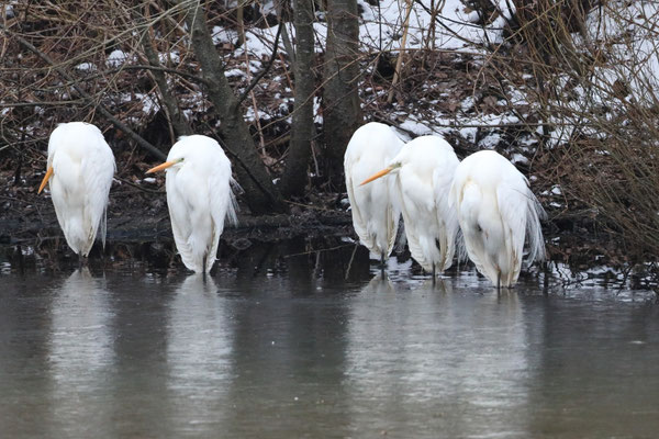 -7 Grad ! Uns ist KALT !!! - Ort: Neuwiedenthaler Teich - Foto: Uta Svensson