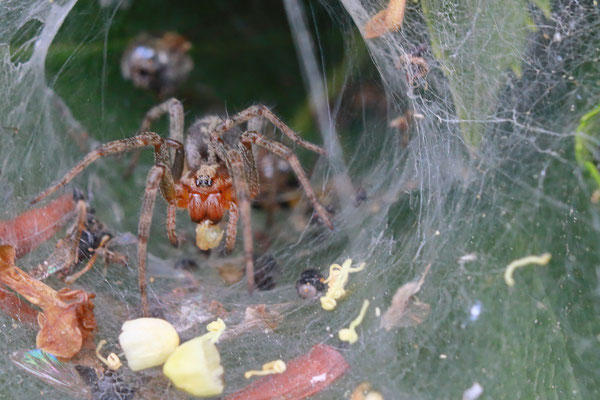 Trichterspinne im Garten - Foto: Volker Svensson