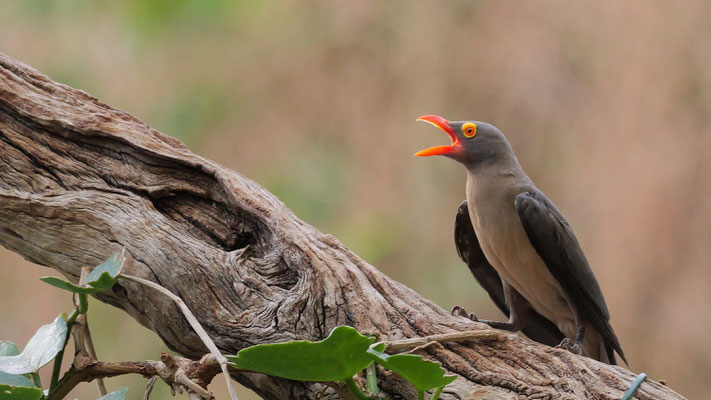 Rotschnabel Madenhacker - Ort: Troparium Hagenbeck - Foto: Karl-Horst Fricke