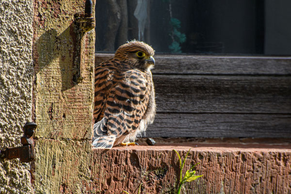 Turmfalke - Foto: Frank Voß