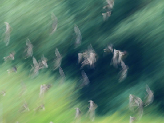 Eilige Stare - Ort. Wedeler Marsch - Foto: Hans Jeikowski