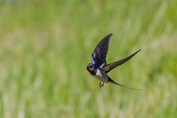 Anflug - Ort: Katinger Watt - Foto: Holger Tobuschat