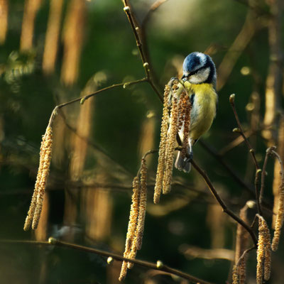 Blaumeise - Ort: Hausbruch - Foto: Dagmar Esfandiari