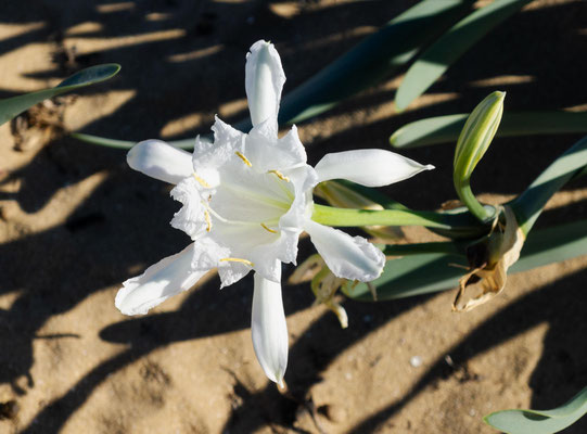 Dünen-Trichternarzisse - Ort: Spanien - Foto: Monika Stock