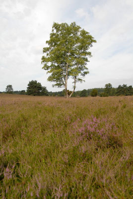 Foto: Jörg Recoschewitz