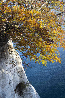 Königstuhl, Rügen - Foto: Holger Tobuschat