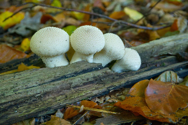 Flaschenstäubling (Lycoperdon perlatum) - Foto: Gerd Jürgen Hanebeck