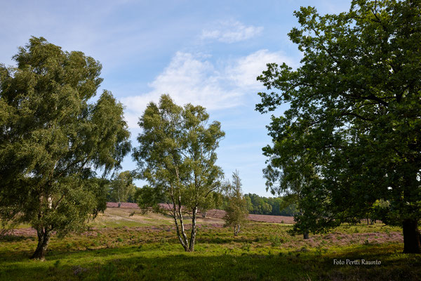 Fischbeker Heide - Foto: Pertti Raunto