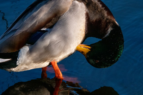 Stockente - Foto; Hans Dieckmeyer