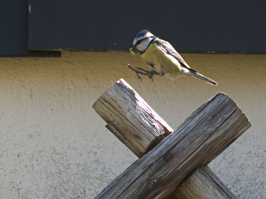 Blaumeise - Ort: Hausbruch - Foto: Hans Dieckmeyer