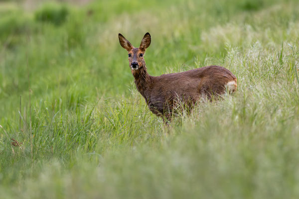 Reh im Gras - Ort: Lünerburger Heide - Foto: Andreas Spott