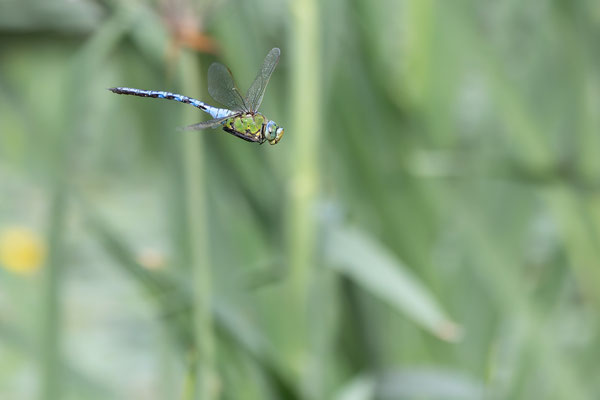 Große Königslibelle - Foto: Pertti Raunto