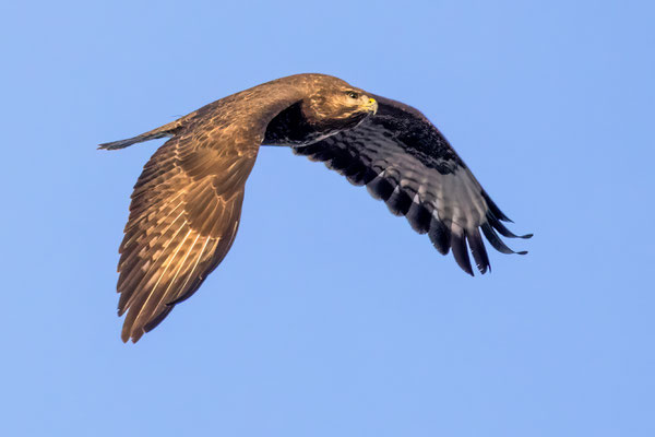 Mäusebussard mit Wucherung am Schnabel - Foto: Adolf Dobslaff