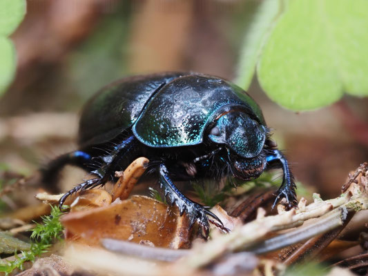 Waldmistkäfer - Ort: Nienwohlder Moor - Foto: Dirk Heindorf