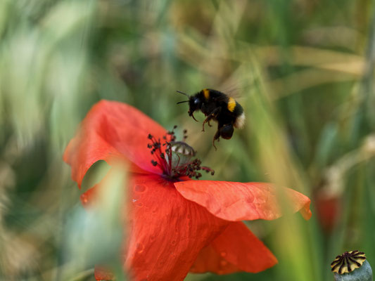 Erdhummel - Foto: Dagmar Esfandiari