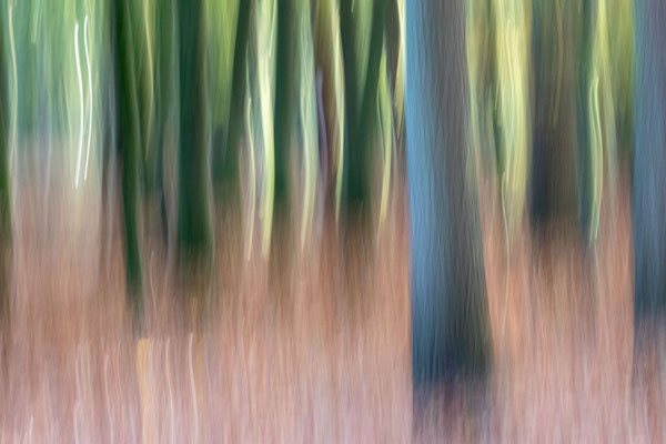 Buchen - Foto: Britta Hamann