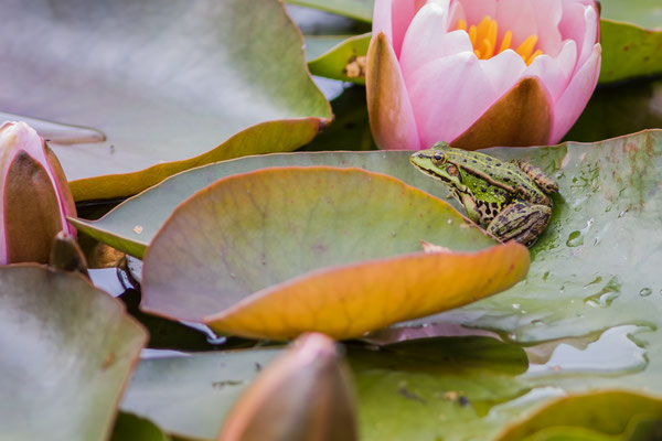 Foto: Holger Tobuschat