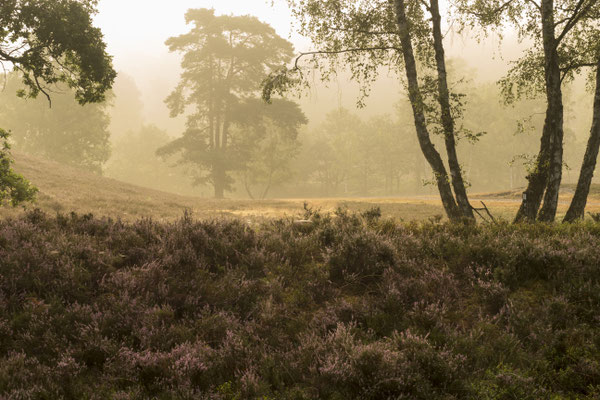 Fischbeker Heide - Foto: Dagmar Esfandiari