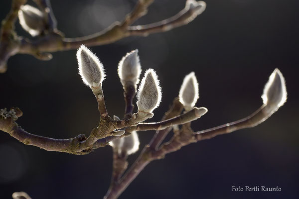 Tulpen-Magnolie - Ort: Arboretum - Foto:Pertti Raunto