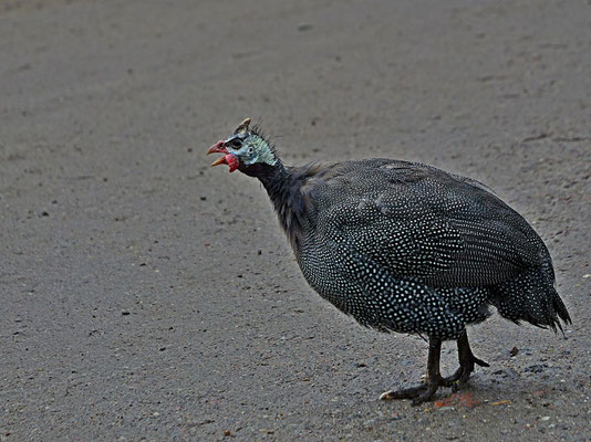 Perlhuhn ruft - Ort: Hagenbeck - Foto: Karl-Horst Fricke