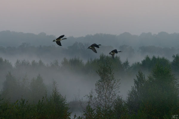 Landeanflug im Nebel - Foto: Riccardo Zschau