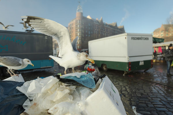 Silbermöwe am Fischmarkt - Foto: Benjamin Trede