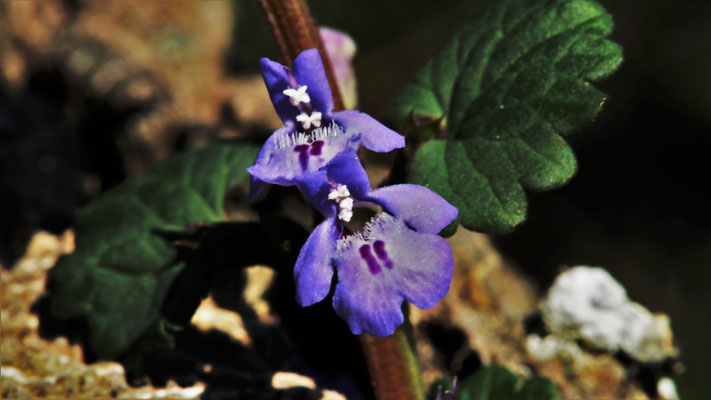 Gundermann-Blüte, Die Reit - Foto: Lothar Boje