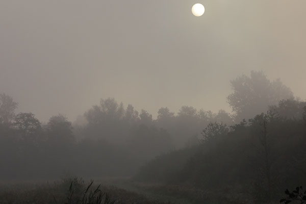 Herbstmorgen in Neuwiedenthal Foto: Volker Svensson